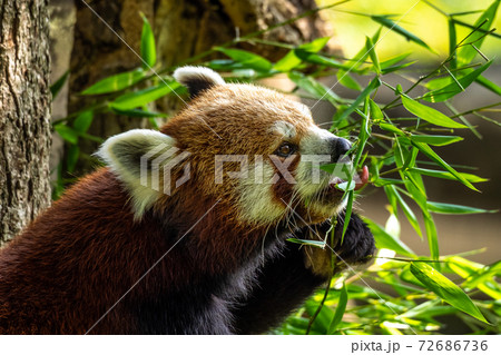The red panda, Ailurus fulgens, also called the lesser panda. 72686736