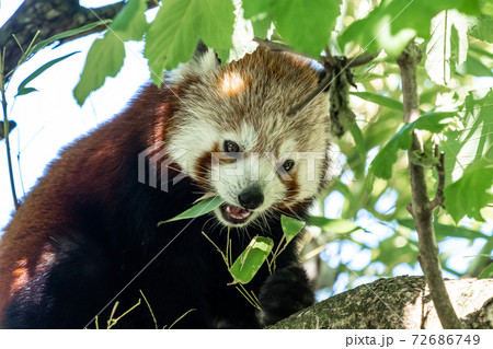 The red panda, Ailurus fulgens, also called the lesser panda. 72686749