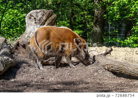 Red river hog, Potamochoerus porcus, also known as the bush pig. Red river hog, Potamochoerus porcus, also known as the bush pig. 72686754