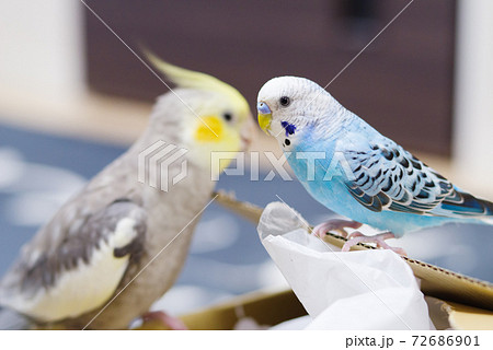 ペット】いたずら好きなオカメとセキセイインコの写真素材 [72686901