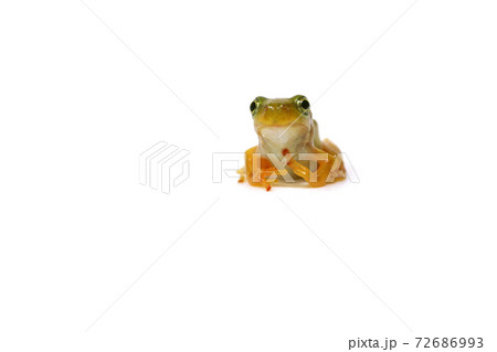 かまえるカエル　アマガエル　白バック 72686993