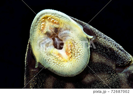 プレコの口 ロイヤルプレコ ナマズの仲間 黒バックの写真素材