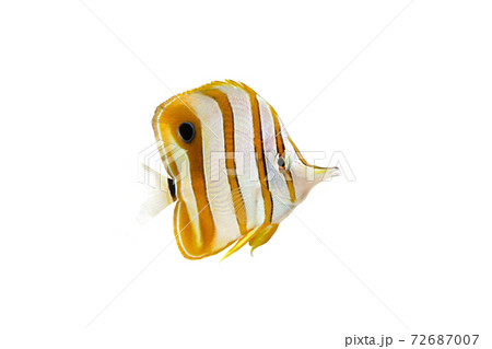 ハシナガチョウチョウウオ 白バック ハシナガチョウチョウウオ 白バック 72687007