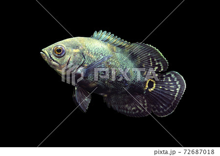 オスカーの幼魚　カワスズメの仲間　黒バック 72687018