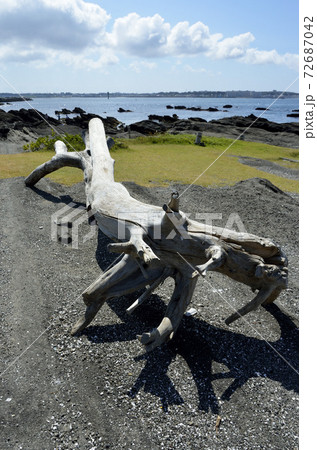 流木のベンチ 流木のベンチ 72687042