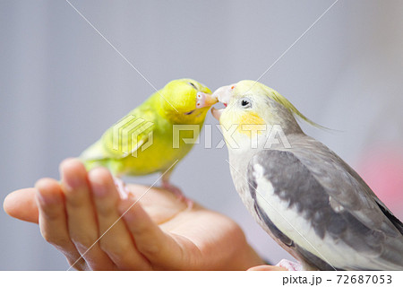 【ペット】じゃれつくオカメとセキセイインコ 【ペット】じゃれつくオカメとセキセイインコ 72687053