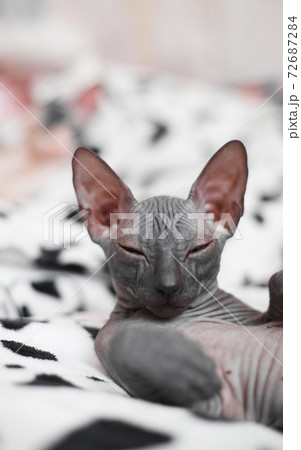 Sphynx kitten sleeps on a light background, copy space Sphynx kitten sleeps on a light background, copy space 72687284