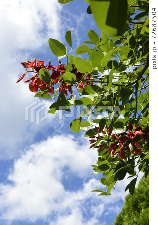 デイゴの花と青空 72687504