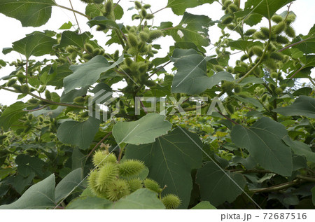 オナモミ オナモミ 72687516