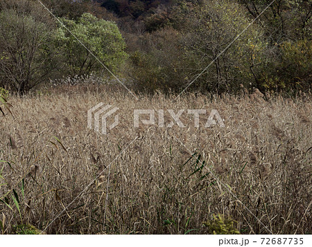 冬枯れの葦原 72687735