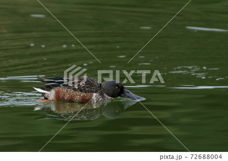 ハシビロガモの採餌行動 ハシビロガモの採餌行動 72688004
