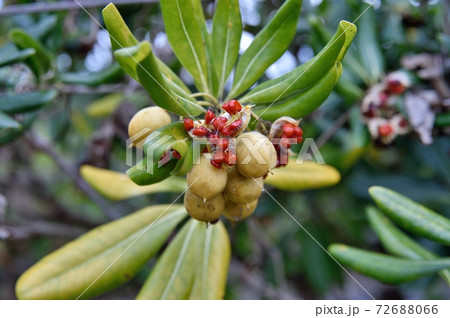 トベラの実 トベラの実 72688066
