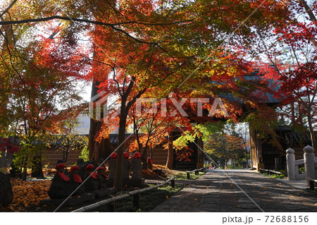 12月 世田谷541総門とモミジの紅葉・浄真寺(九品仏) 12月 世田谷541総門とモミジの紅葉・浄真寺(九品仏) 72688156