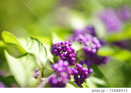 紫式部の実 72688415