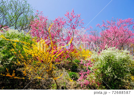 春の花咲き乱れ 72688587