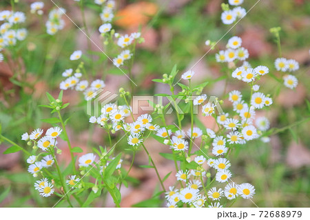 ヒメジョオンの花 ヒメジョオンの花 72688979