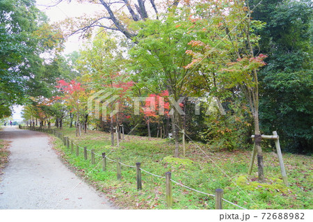 秋の公園 紅葉イロハモミジ 秋の公園 紅葉イロハモミジ 72688982