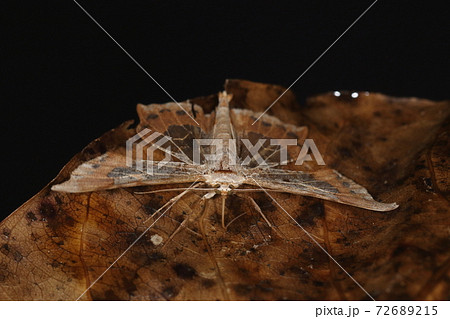 生き物 昆虫 スカシエダシャク、半透明と濃淡茶色の翅で枯れ葉に化ける。化けた枯れ葉の上で吸水中? 生き物 昆虫 スカシエダシャク、半透明と濃淡茶色の翅で枯れ葉に化ける。化けた枯れ葉の上で吸水中? 72689215