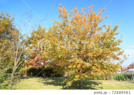 秋の公園 栗の木黄葉 秋の公園 栗の木黄葉 72689561