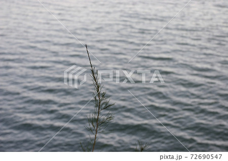 1 Jan 2006 the landscape of Plover Cove Country Park 72690547