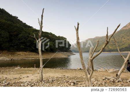 1 Jan 2006 the death tree at Plover Cove Country Park, 72690563
