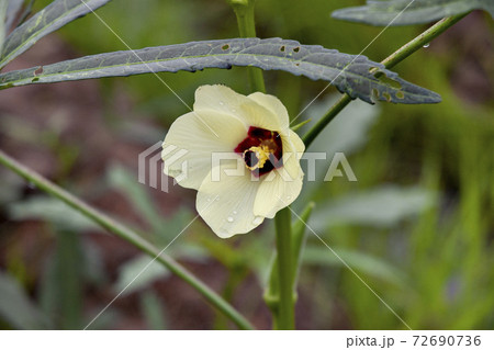 タイの栽培畑で満開のオクラの花の写真素材