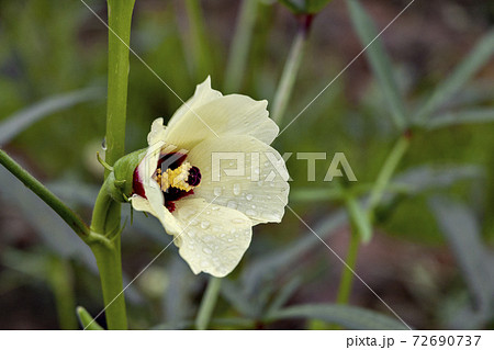 タイの栽培畑で満開のオクラの花の写真素材