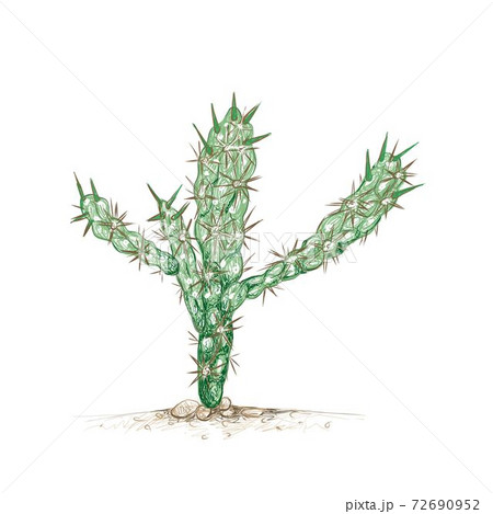 Hand Drawn Sketch of Cylindropuntia or Chollas Cactus Hand Drawn Sketch of Cylindropuntia or Chollas Cactus 72690952