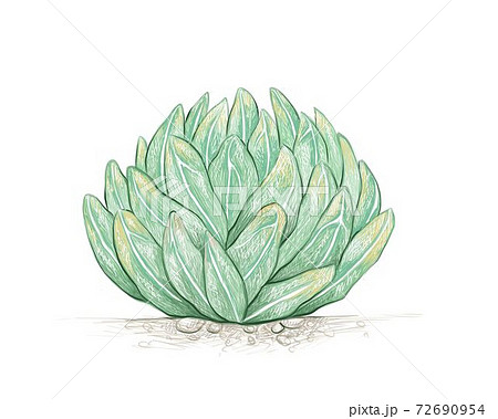 Hand Drawn Sketch of Agave Victoriae Reginae Plant 72690954