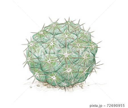 Hand Drawn Sketch of Cumulopuntia Cactus Plant 72690955
