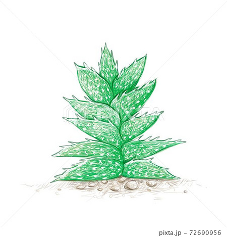Hand Drawn of Aloe Juvenna Cactus Plant 72690956