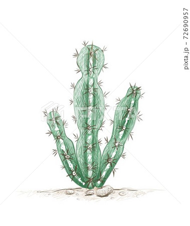 Hand Drawn Sketch of Cereus Mill Cactus 72690957