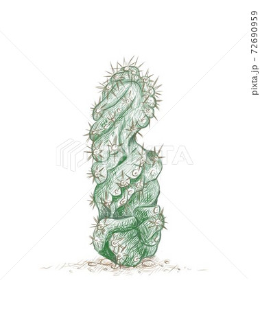 Hand Drawn Sketch of Cereus Forbesii Spiralis Cactus Hand Drawn Sketch of Cereus Forbesii Spiralis Cactus 72690959
