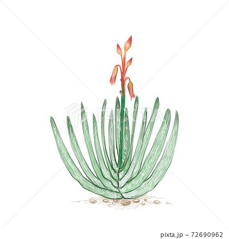 Hand Drawn Sketch of Aloe Plicatilis Plant Hand Drawn Sketch of Aloe Plicatilis Plant 72690962