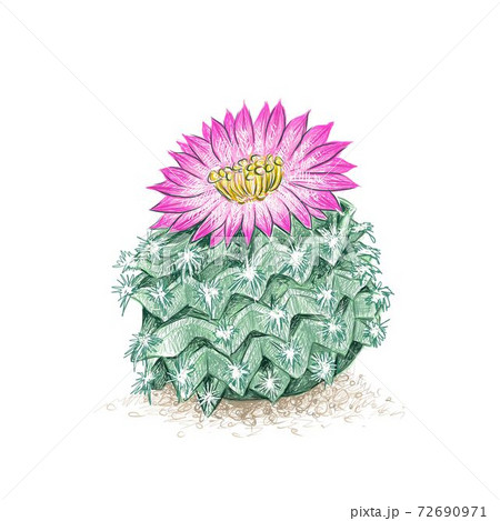 Set Of Vector Cacti Cactus Doodle Illustration Stock Illustration   Download Image Now  Cactus Drawing  Activity Drawing  Art Product   iStock
