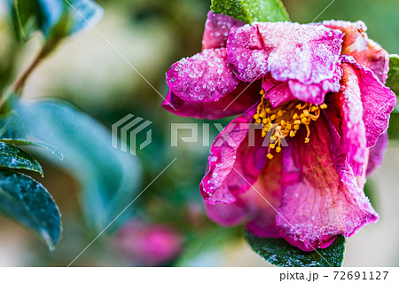 霜が降りて、盛の過ぎた椿の花・徒花 霜が降りて、盛の過ぎた椿の花・徒花 72691127