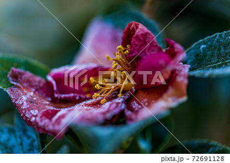 霜が降りて、盛の過ぎた椿の花・徒花 霜が降りて、盛の過ぎた椿の花・徒花 72691128