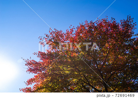 陽射しを浴びる紅葉 緑から赤へと色付く樹木 青空の背景の写真素材