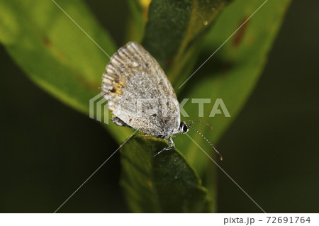 ツバメシジミ 72691764