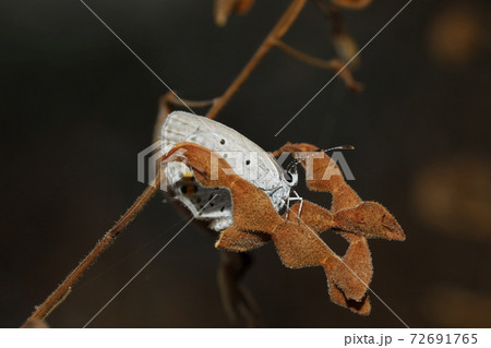 ツバメシジミ 72691765