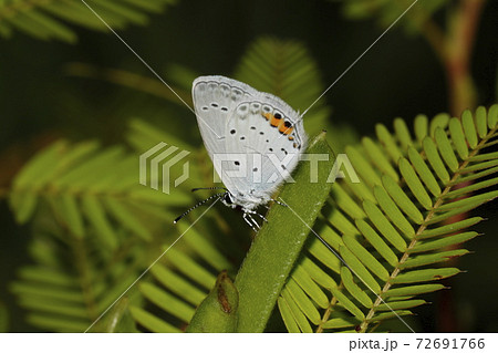 ツバメシジミ ツバメシジミ 72691766