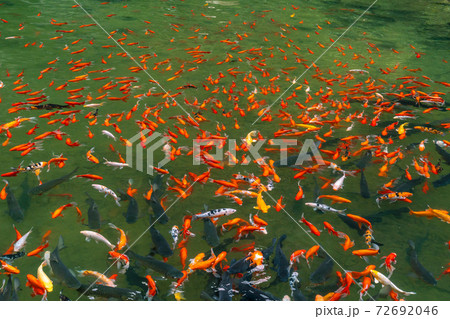 Group of fancy mirror carp fish swimming in the pond Group of fancy mirror carp fish swimming in the pond 72692046