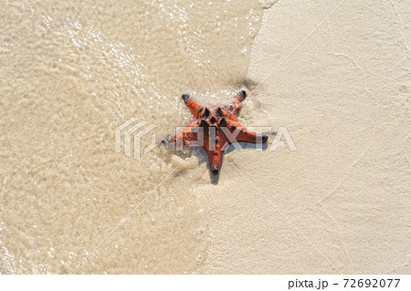 Cute Starfish on the white sand at beautiful beach Cute Starfish on the white sand at beautiful beach 72692077