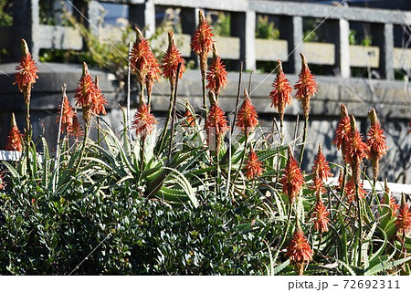 アロエの花の写真素材