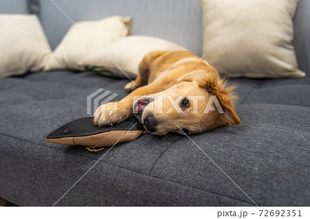 Playful golden retriever puppy biting a shoe on sofa bed 72692351