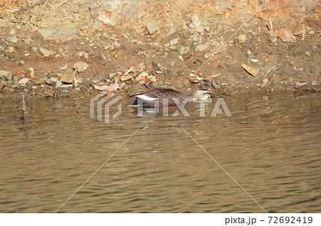 餌を探すカモ（谷津池／埼玉県大里郡寄居町） 72692419