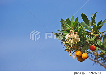 イチゴノキの花と実 72692818