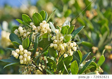 イチゴノキの花 72692821