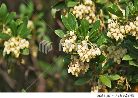 イチゴノキの花 72692849