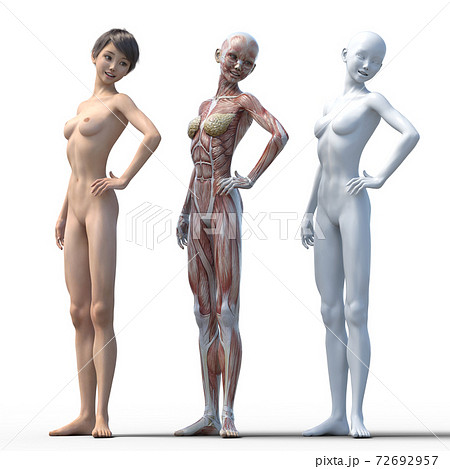 筋肉標本　女性　perming3DCGイラスト素材 72692957